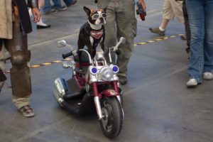Harley Davidson Dog